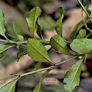 Scutia myrtina.bois de sinte.rhamnaceae.indigène Réunion IMG_6048.jpeg