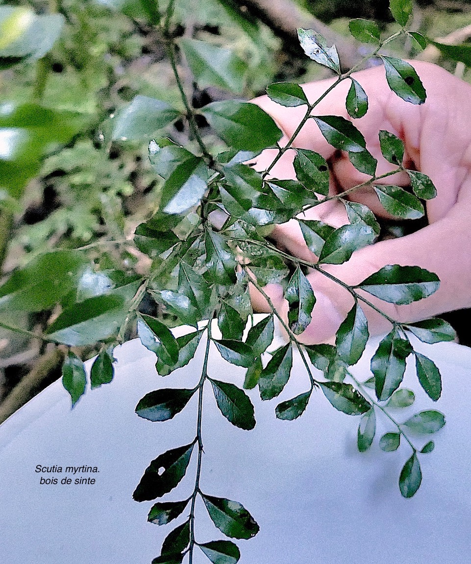 Scutia myrtina.bois de sinte.rhamnaceae.indigène Réunion P1130434 .jpeg