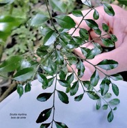 Scutia myrtina.bois de sinte.rhamnaceae.indigène Réunion P1130434 .jpeg