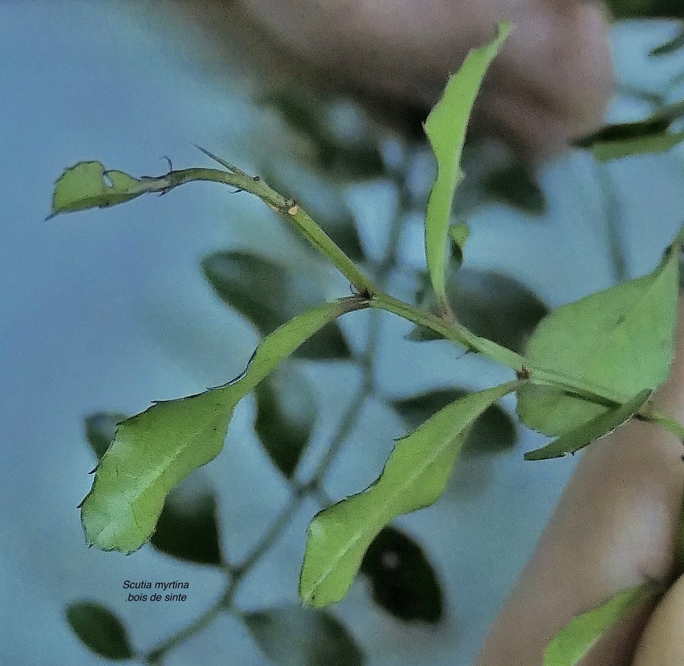 Scutia myrtina.bois de sinte.rhamnaceae.indigène Réunion P1130439.jpeg