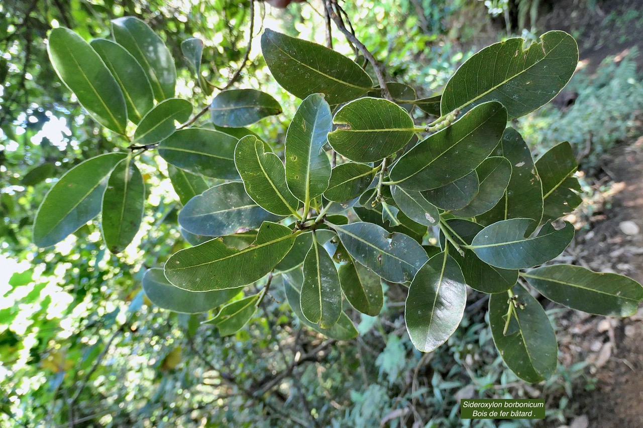 Sideroxylon borbonicum  Bois de fer bâtard .natte coudine .sapotaceae.endémique Réunion  P1130783.jpeg