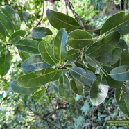 Sideroxylon borbonicum  Bois de fer bâtard .natte coudine .sapotaceae.endémique Réunion  P1130783.jpeg