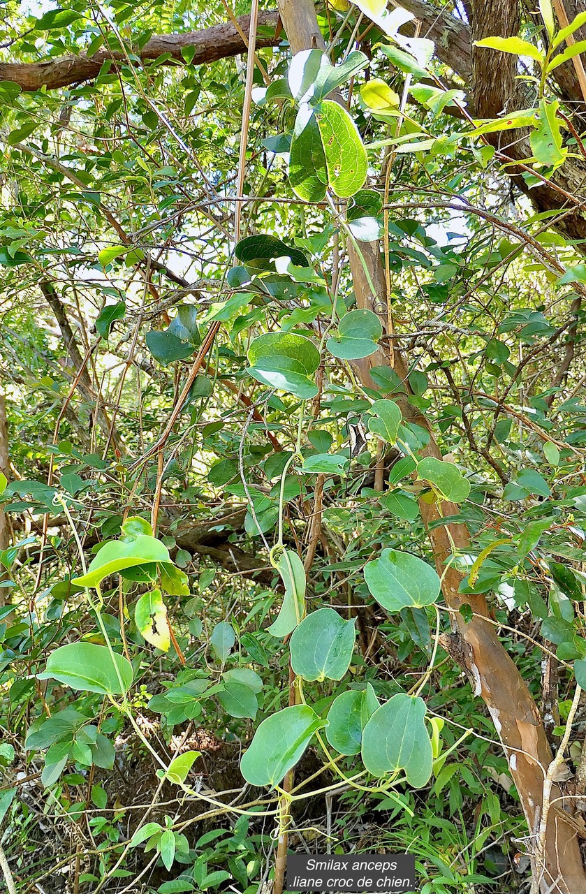Smilax anceps.liane croc de chien.smilacaceae.indigène Réunion. P1130679.jpeg