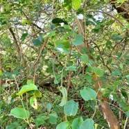 Smilax anceps.liane croc de chien.smilacaceae.indigène Réunion. P1130679.jpeg