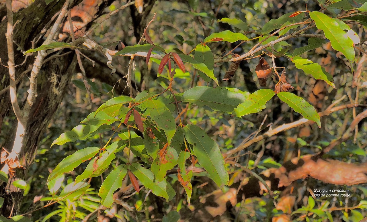 Syzygium cymosum .Bois de pomme rouge.myrtaceae.endémique Réunion MussaenMaurice. P1130579.jpeg