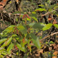 Syzygium cymosum .Bois de pomme rouge.myrtaceae.endémique Réunion MussaenMaurice. P1130579.jpeg