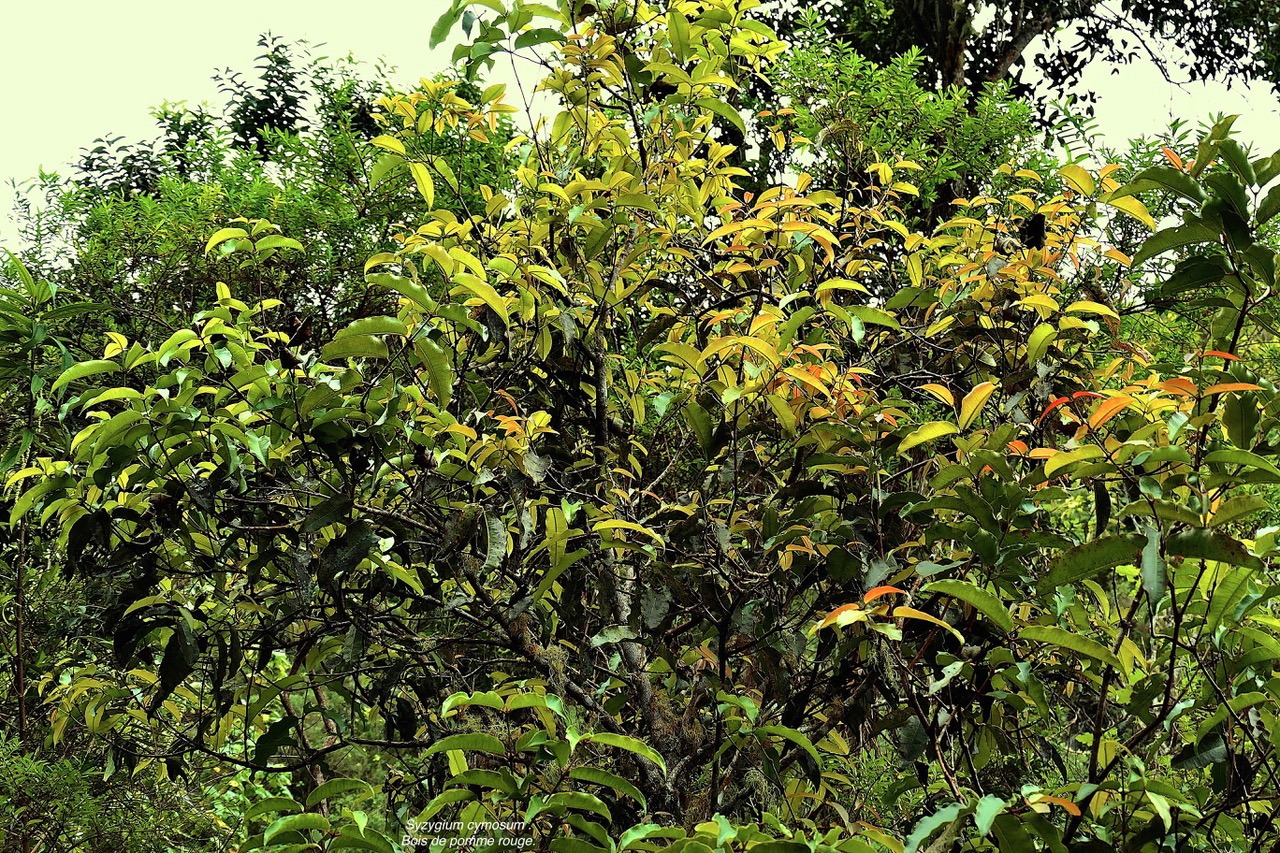 Syzygium cymosum .Bois de pomme rouge.myrtaceae.endémique Réunion MussaenMaurice. P1130892.jpeg