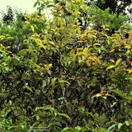 Syzygium cymosum .Bois de pomme rouge.myrtaceae.endémique Réunion MussaenMaurice. P1130892.jpeg