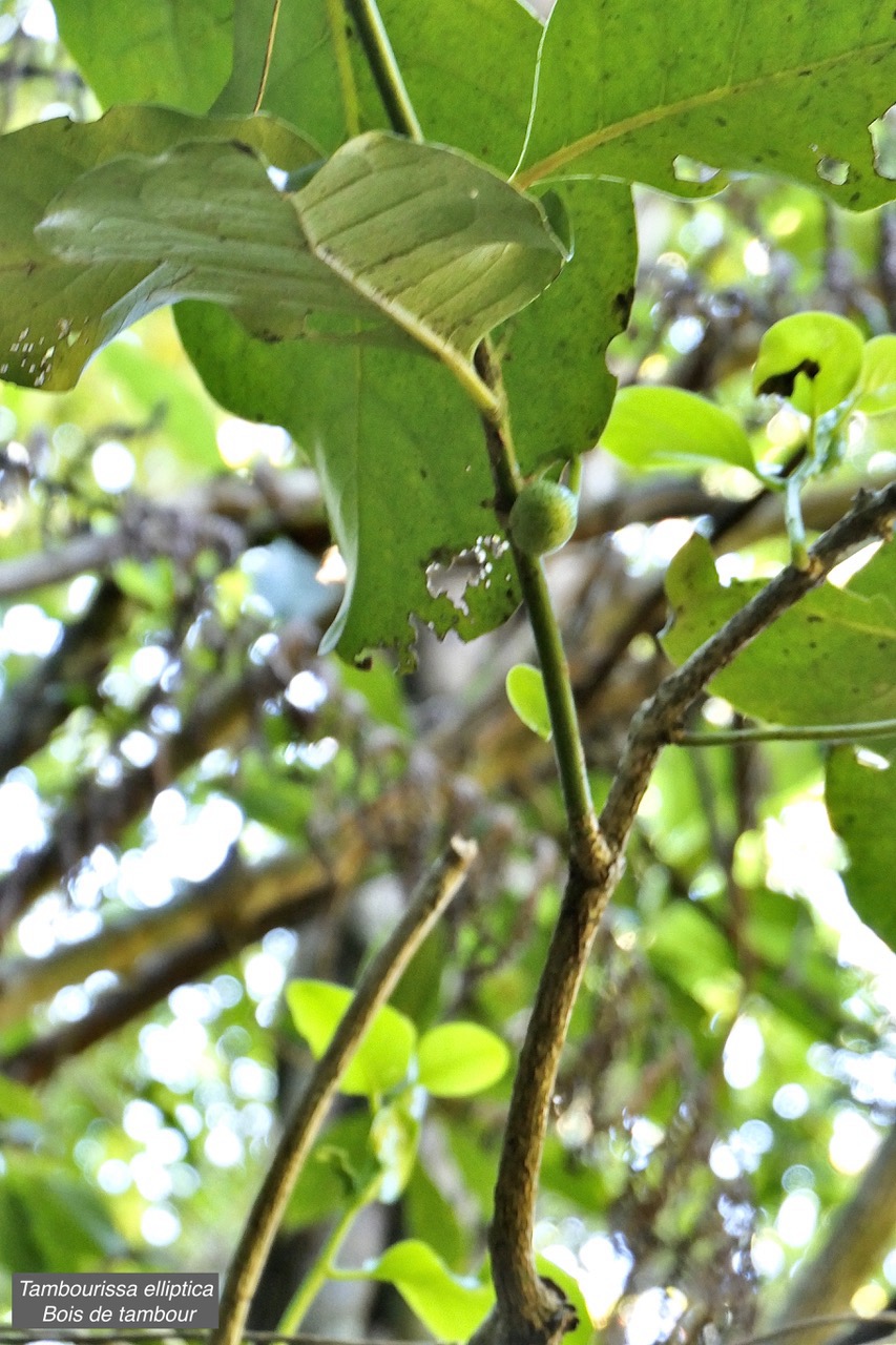 Tambourissa elliptica  Bois de tambour .Bois de bombarde .monimiaceae endémique  Réunion P1130424.jpeg