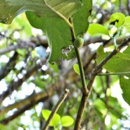 Tambourissa elliptica  Bois de tambour .Bois de bombarde .monimiaceae endémique  Réunion P1130424.jpeg