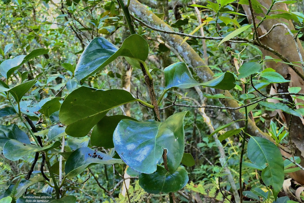 Tambourissa elliptica  Bois de tambour .Bois de bombarde .monimiaceae endémique  Réunion P1130522.jpeg