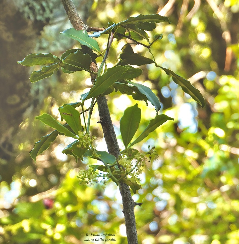 Toddalia asiatica .liane patte poule.rutaceae..indigène Réunion. P1130654.jpeg