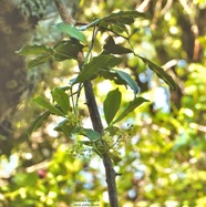 Toddalia asiatica .liane patte poule.rutaceae..indigène Réunion. P1130654.jpeg