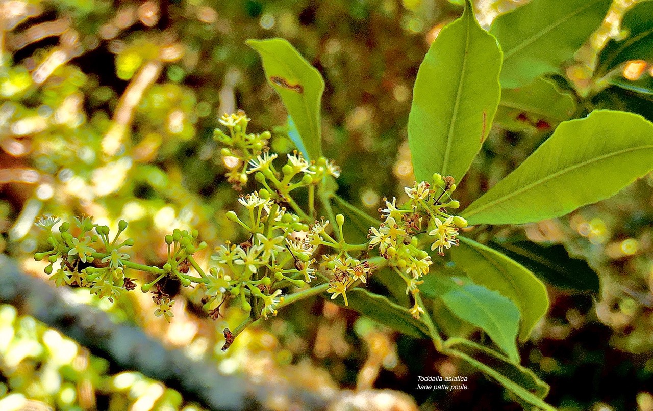 Toddalia asiatica .liane patte poule.rutaceae..indigène Réunion. P1130665.jpeg