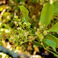 Toddalia asiatica .liane patte poule.rutaceae..indigène Réunion. P1130665.jpeg