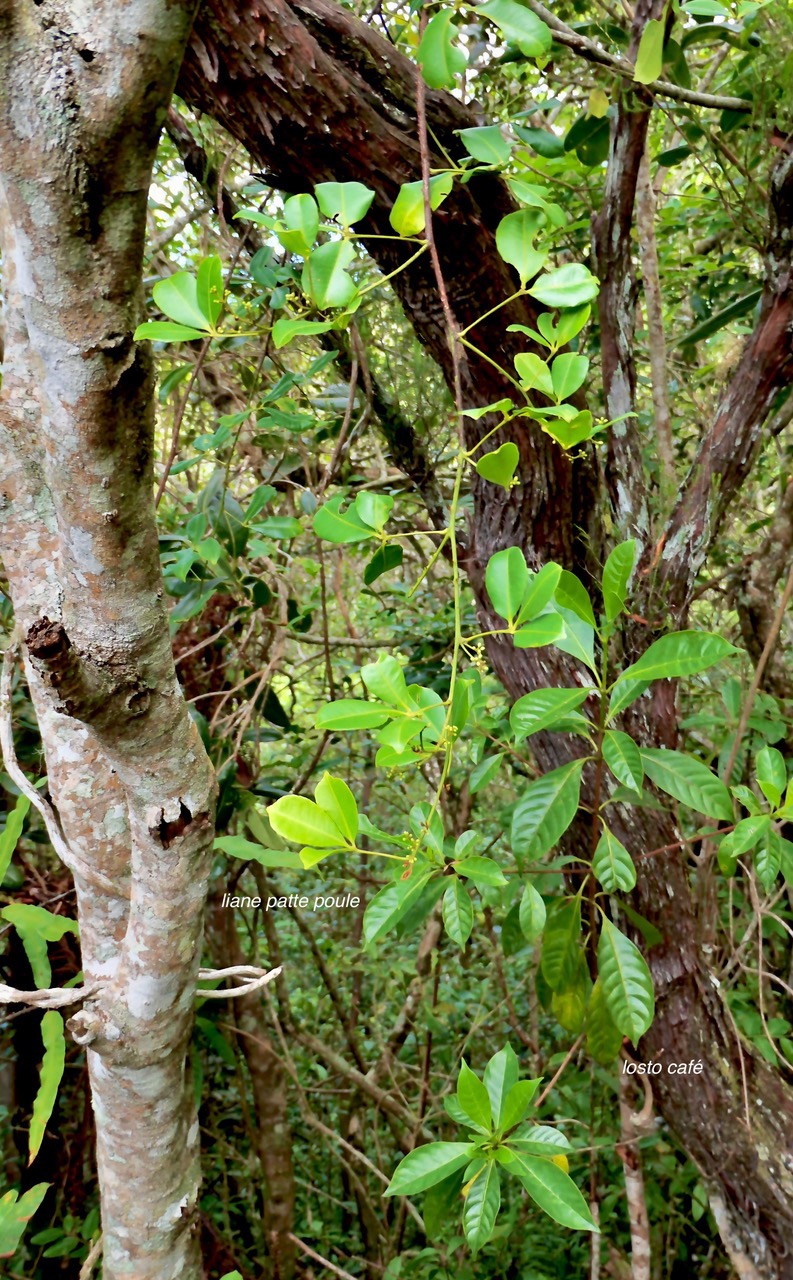 Toddalia asiatica .liane patte poule.rutaceae..indigène Réunion.et Gaertnera vaginata losto café.rubiaceae.endémique Réunion.en bas à droite. P1130822.jpeg