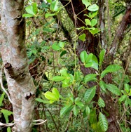 Toddalia asiatica .liane patte poule.rutaceae..indigène Réunion.et Gaertnera vaginata losto café.rubiaceae.endémique Réunion.en bas à droite. P1130822.jpeg