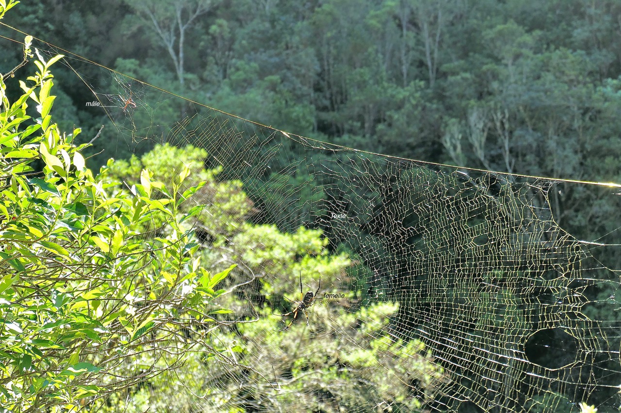 toile d'araignée Nephila inaurata .Bibe de la Réunion.Néphile dorée. ( avec individus mâle et femelle ) P1130389.jpeg