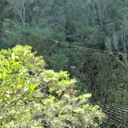 toile d'araignée Nephila inaurata .Bibe de la Réunion.Néphile dorée. ( avec individus mâle et femelle ) P1130389.jpeg