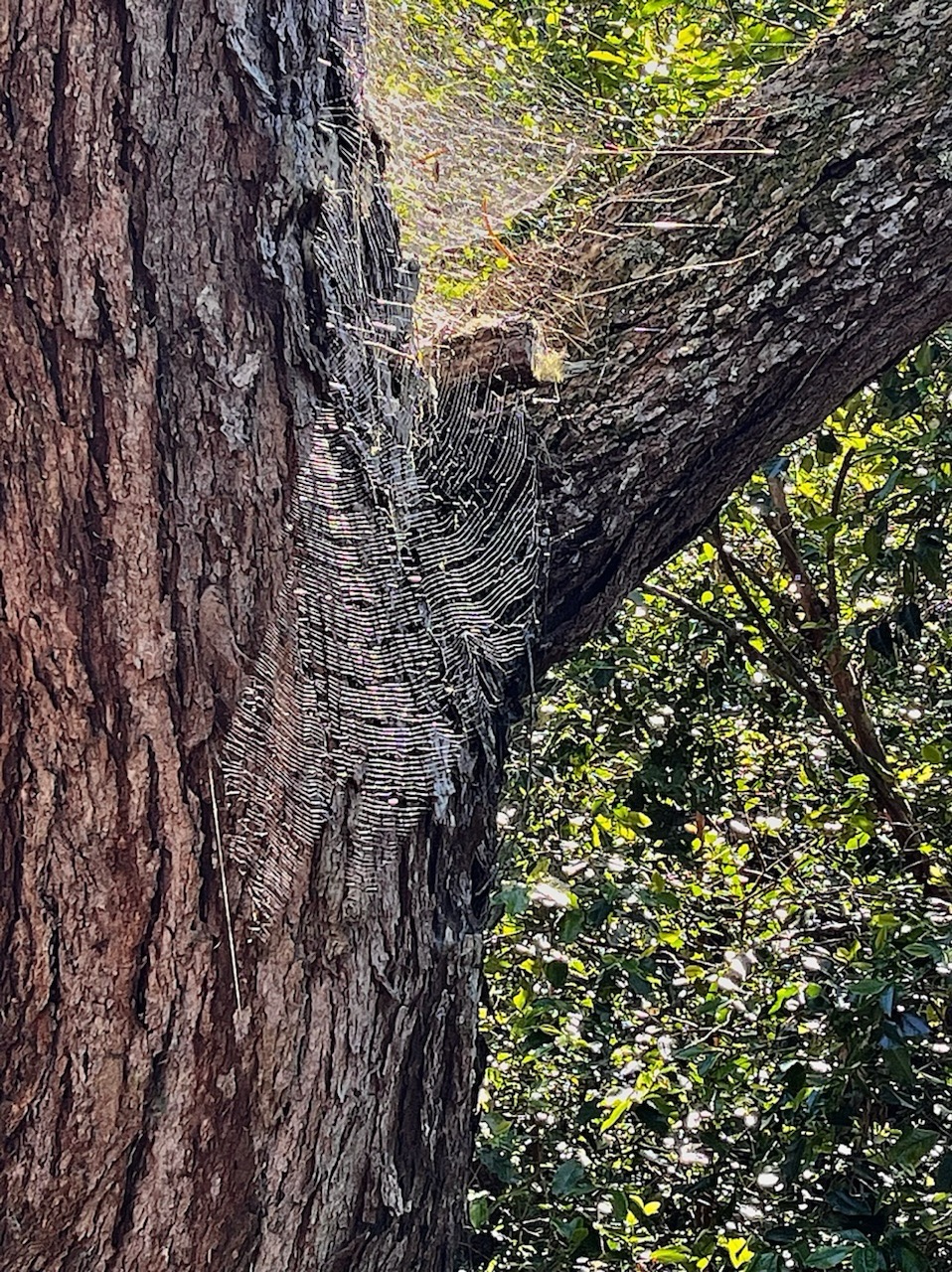 toiles d'araignées sur Acacia heterophylla.tamarin des hauts.fIMG_6069.jpeg