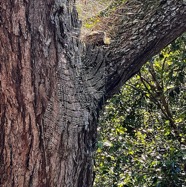 toiles d'araignées sur Acacia heterophylla.tamarin des hauts.fIMG_6069.jpeg