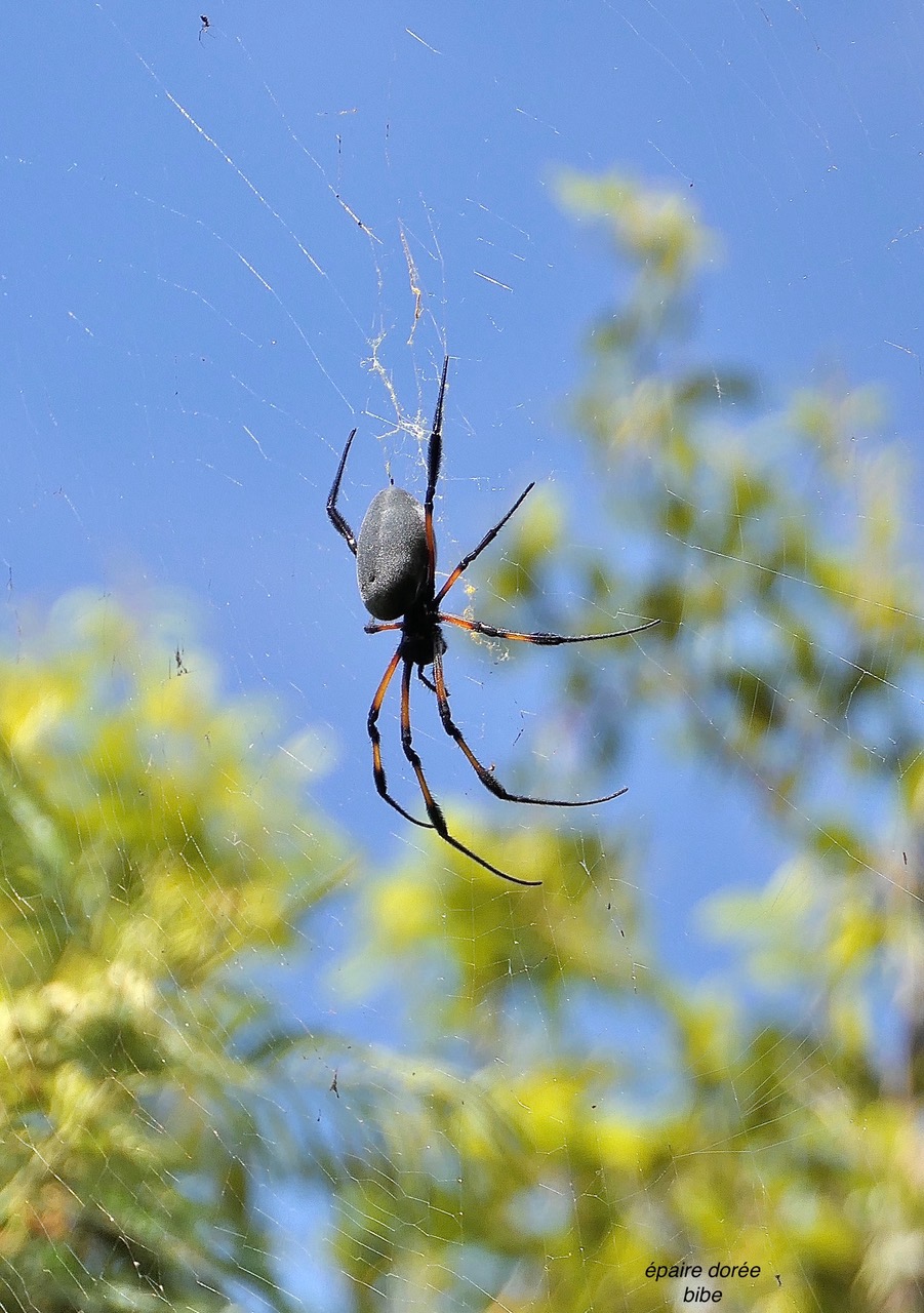 Trichonephila inaurata. épairre dorée. bibe;P1130793.jpeg