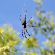 Trichonephila inaurata. épairre dorée. bibe;P1130793.jpeg