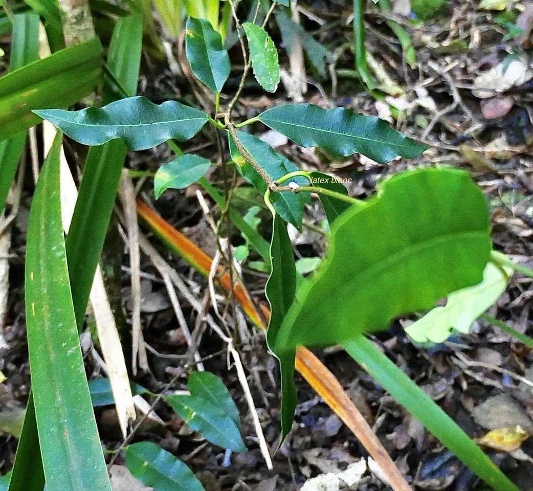 Trichosandra borbonica.liane noire.liane de lait.apocynaceae.endémique Réunion.  P1130489.jpeg