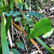 Trichosandra borbonica.liane noire.liane de lait.apocynaceae.endémique Réunion.  P1130489.jpeg