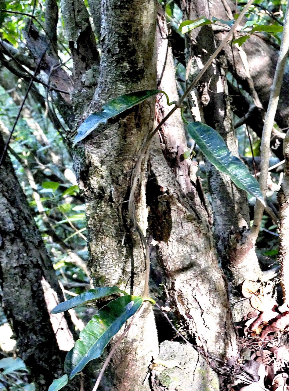 Trichosandra borbonica.liane noire.liane de lait.apocynaceae.endémique Réunion.  P1130536.jpeg