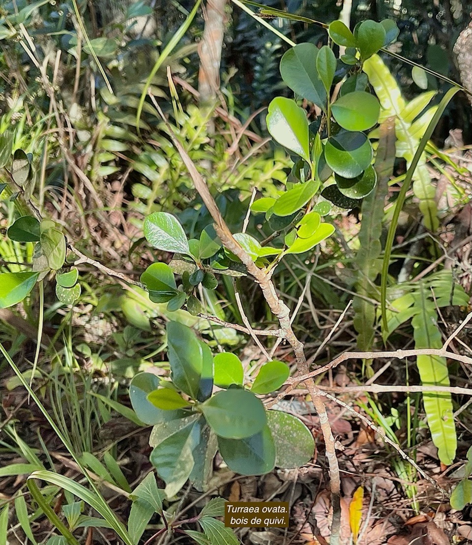 Turraea ovata. bois de quivi. petit quivi .meliaceae.endémique Réunion Maurice. .jpeg