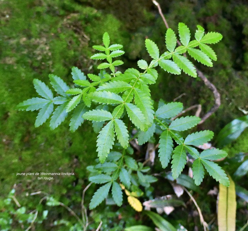 Weinmannia tinctoria.tan rouge.bois de tan. ( jeune plant ) cunoniaceae.endémique Réunion. Maurice P1130529.jpeg