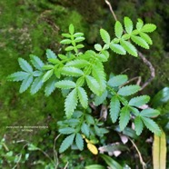 Weinmannia tinctoria.tan rouge.bois de tan. ( jeune plant ) cunoniaceae.endémique Réunion. Maurice P1130529.jpeg