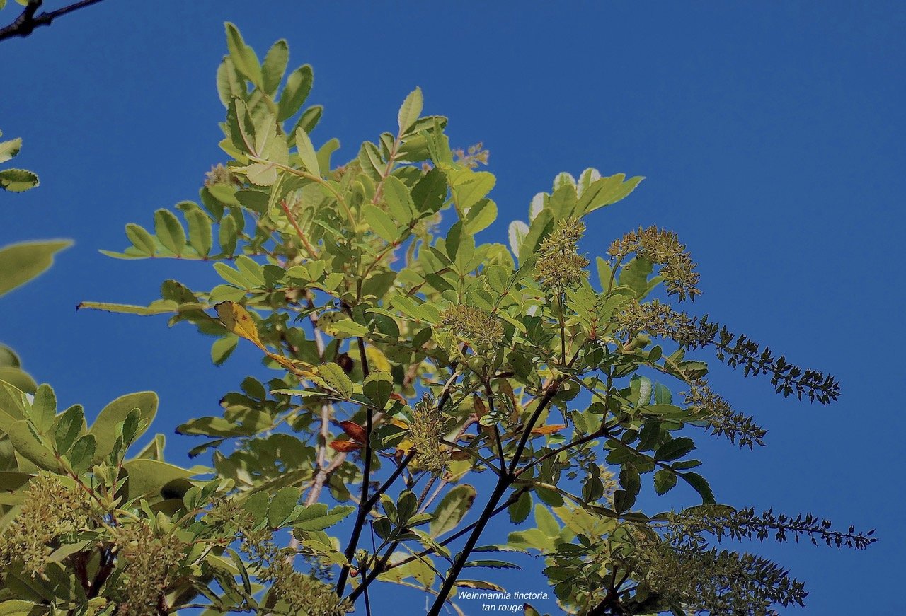 Weinmannia tinctoria.tan rouge.bois de tan.cunoniaceae.endémique Réunion. Maurice P1130564.jpeg