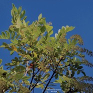 Weinmannia tinctoria.tan rouge.bois de tan.cunoniaceae.endémique Réunion. Maurice P1130564.jpeg