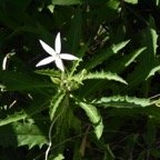  Hippobroma_longiflora-Etoile_de_Bethleem-CAMPANULACEAE-EE-MB3_5459.jpg