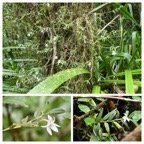 Angraecum_mauritianum-EPIDENDROIDEAE-Indigene_Reunion-20240313_164005.jpg