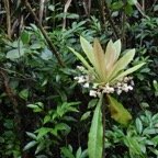 Badula_borbonnica-Bois_de_savon-PRIMULACEAE-Endemique_Reunion-MB3_5504.jpg