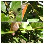 Hancea_integrifolia-Inflorescence_male_femelle_fruit _Bois_de_perroquet-EUPHORBIACEAE-Endemique_Reunion_Maurice-20240313_163848.jpg