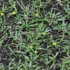 Hypoxis_angustifolia-HYPOXIDACEAE-Indigene_Reunion-MB3_5449.jpg