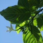 Mussaenda_landia-Quinquina_pays-RUBIACEAE-Endemique_Reunion_Maurice -P1080104.jpg