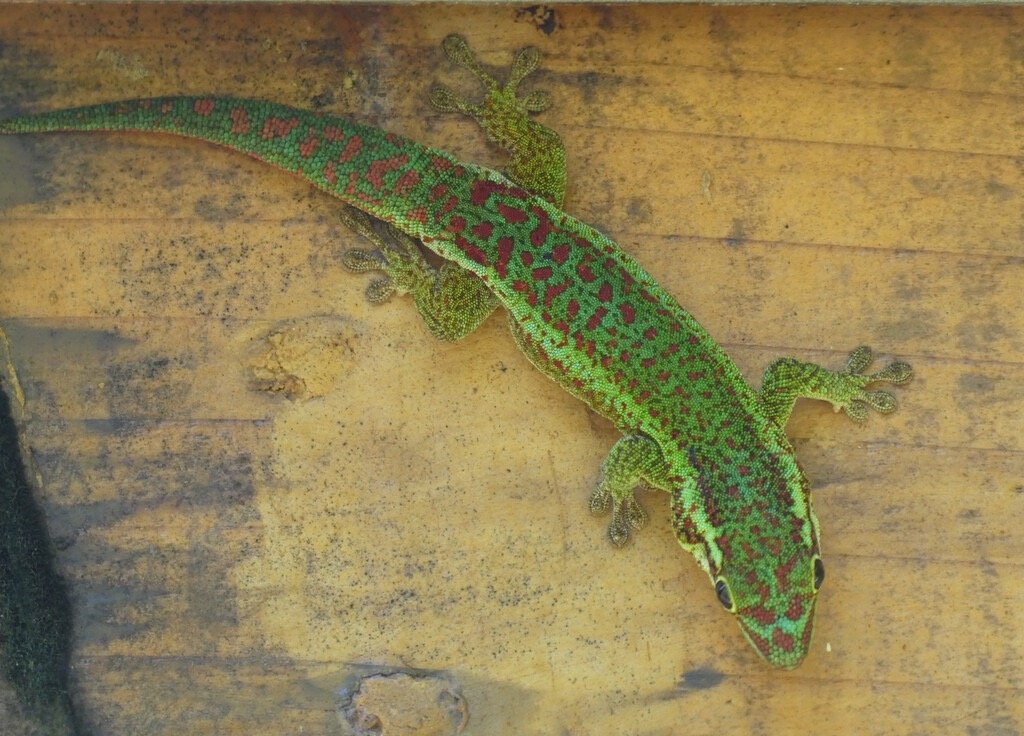Phelsuma_borbonica-Gecko_vert_des_hauts-GEKKONIDAE-endemique_Reunion-P1080086b.jpg