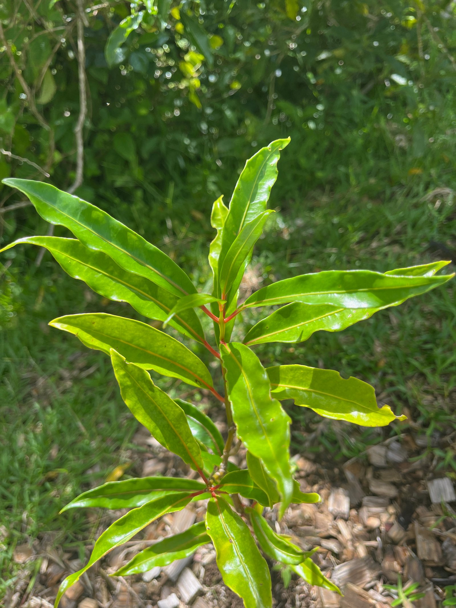 5. Tambourissa elliptica - Bois de bombarde; Bois de tambour -  Monimiaceae  Feuilles juvéniles à pétiole rouge.jpeg