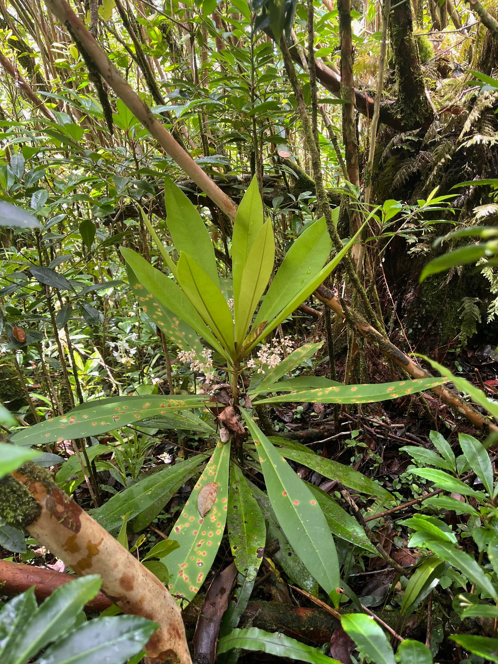 15. Badula ???  borbonica - Bois de savon - Myrsinacée.jpeg