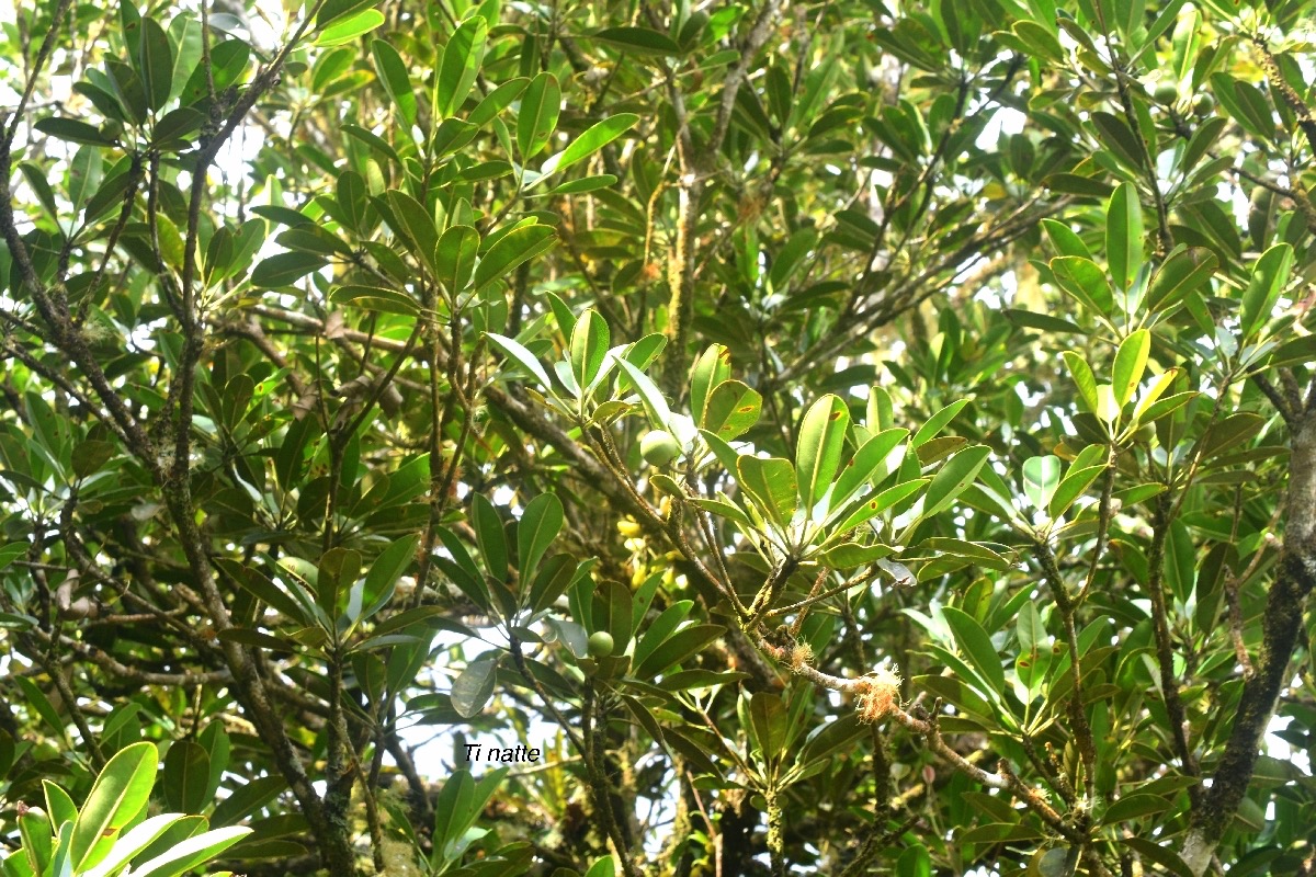Labourdonnaisia calophylloides Ti natte Sapota ceae Endémique La Réunion, Maurice 9331.jpeg