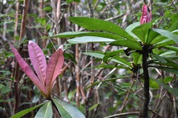 Badula borbonica - Bois de savon - PRIMULACEAE - Endémique Réunion