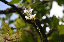 Beclardia macrostachya - EPIDENDROIDEAE - Indigène Réunion