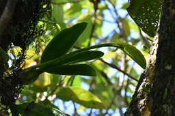 Bulbophyllum occultum - EPIDENDROIDEAE - Indigène Réunion