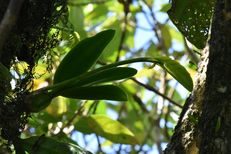 Bulbophyllum occultum - EPIDENDROIDEAE - Indigène Réunion