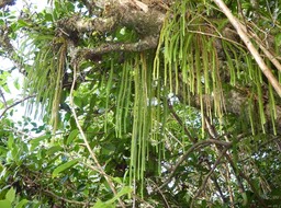 Huperzia gnidioides - Ruban de prêtre - LYCOPODIACEAE - Indigène Réunion, Maurice